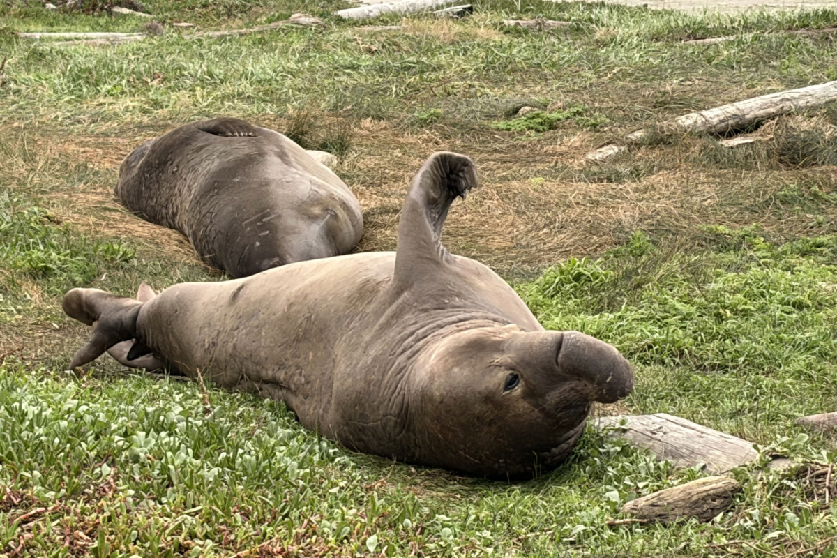 Two northern elephant seals rest at Drakes Beach in Point Reyes National Seashore. While Año Nuevo State Park is currently closed for public seal watching, the neighboring rookeries at Drakes Beach and Chimney Rock remain open to the public. “The draw for Año Nuevo for me was the proximity, and the ability to have a park ranger, as well as a docent, walk us through the whole experience to be able to highlight things that I'm not an expert in,” said Andrea Struve, an AP Research teacher at Carlmont.
