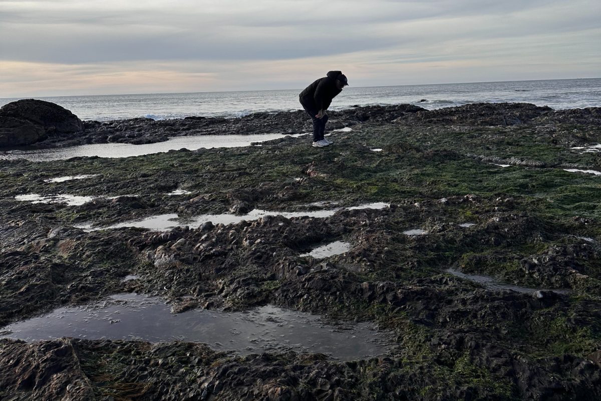 A man visits the Fitzgerald Marine Reserve tide pools in Moss Beach. Climate change has caused natural locations like this to face sea-level rise, cliff erosion, and ocean warming, disrupting their biodiversity. “Right now, our wild areas are under significant attack because they’re not seen as beautiful and important places, but as commodities to be extracted for every last morsel. It’s super important that almost $60 million will help protect them,” said Carlmont senior Abdus-Sami Khalak.
