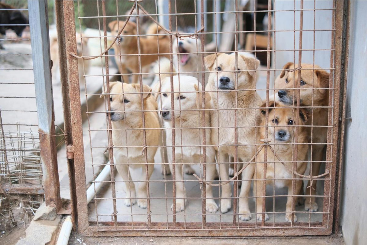 Dogs sit behind a metal enclosure in an animal shelter, waiting for adoption. According to Shelter Animals Count, almost 400,000 shelter dogs were euthanized in 2025 due to a lack of space.