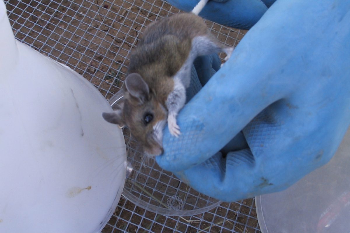 A scientist tests a rat for hantavirus, a disease that has existed for centuries. It has recently gained recognition through a new strand, the Andes virus, that can be transmitted between humans, sparking fear among many people.